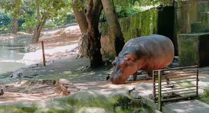തിരുവോണത്തിന് മൃഗശാല തുറന്ന് പ്രവർത്തിക്കും തിരുവോണത്തിന് മൃഗശാല തുറന്ന് പ്രവർത്തിക്കും