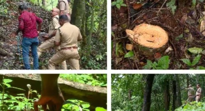 വയനാട് തലപ്പുഴയിലെ മരംമുറി ; അന്വേഷണമാരംഭിച്ച് പ്രത്യേക അന്വേഷണ സംഘം വയനാട് തലപ്പുഴയിലെ മരംമുറി ; അന്വേഷണമാരംഭിച്ച് പ്രത്യേക അന്വേഷണ സംഘം