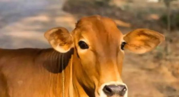 കൊടുംക്രൂരത ; അയല്വാസികള് തമ്മിലുണ്ടായ തർക്കം, പശുവിനെ വെട്ടിക്കൊന്നു കൊടുംക്രൂരത ; അയല്വാസികള് തമ്മിലുണ്ടായ തർക്കം, പശുവിനെ വെട്ടിക്കൊന്നു