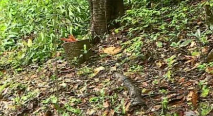 വയനാട് മരംമുറി ; വിശദ അന്വേഷണത്തിന് ഉത്തരവിട്ട് ഡിഎഫ്ഒ വയനാട് മരംമുറി ; വിശദ അന്വേഷണത്തിന് ഉത്തരവിട്ട് ഡിഎഫ്ഒ