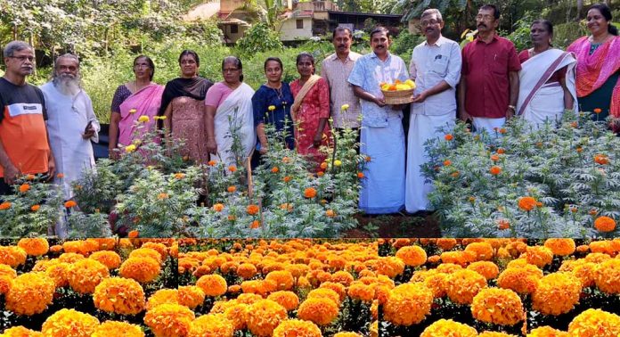 പത്തനംതിട്ട നഗരത്തിലെ ഏക ബന്ദി കൃഷിത്തോട്ടം ; ഇന്ന് ആദ്യ വിളവെടുപ്പ് നടന്നു പത്തനംതിട്ട നഗരത്തിലെ ഏക ബന്ദി കൃഷിത്തോട്ടം ; ഇന്ന് ആദ്യ വിളവെടുപ്പ് നടന്നു
