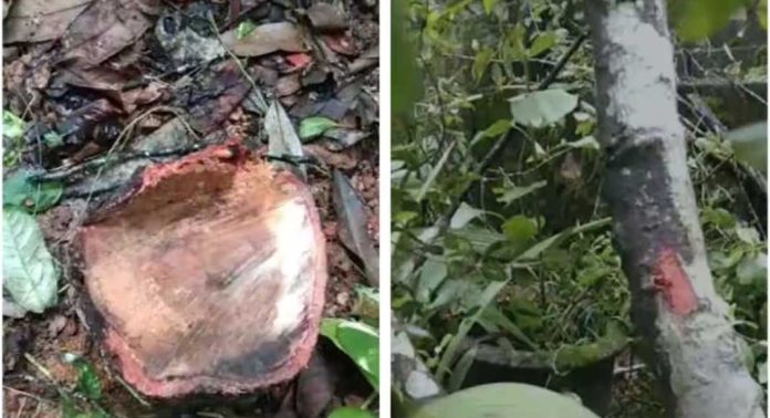 കൊല്ലം കുളത്തൂപുഴയിൽ ചന്ദനമരങ്ങൾ മുറിച്ചു കടത്തി കൊല്ലം കുളത്തൂപുഴയിൽ ചന്ദനമരങ്ങൾ മുറിച്ചു കടത്തി