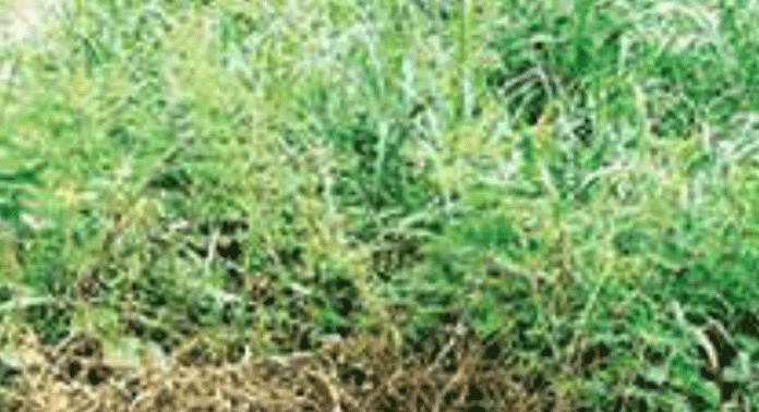 കല്ലട ജലസേചന പദ്ധതിയുടെ ഉപകനാലുകൾ സംരക്ഷണമില്ലാതെ നശിക്കുന്നു കല്ലട ജലസേചന പദ്ധതിയുടെ ഉപകനാലുകൾ സംരക്ഷണമില്ലാതെ നശിക്കുന്നു