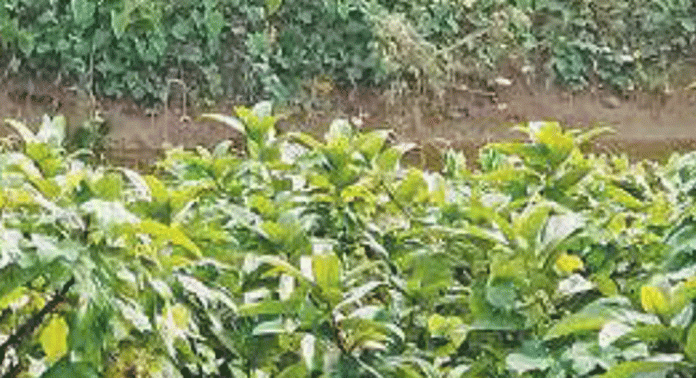 ഐരാറ്റിലെ മൺകുളങ്ങൾ പോളച്ചിറ വഴിയോര വിശ്രമകേന്ദ്രത്തിന് ഭീഷണിയായി ഐരാറ്റിലെ മൺകുളങ്ങൾ പോളച്ചിറ വഴിയോര വിശ്രമകേന്ദ്രത്തിന് ഭീഷണിയായി