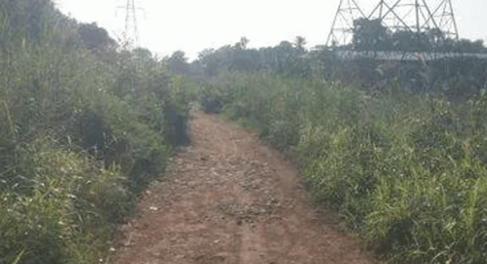 കനാൽ റോഡ് താവളമാക്കി കാട്ടുപന്നിയും തെരുവ് നായകളും കനാൽ റോഡ് താവളമാക്കി കാട്ടുപന്നിയും തെരുവ് നായകളും