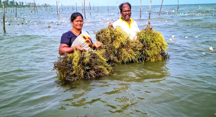ഇന്ത്യയിലെ കടൽപായൽ കൃഷി വികസനം : സിഎംഎഫ്ആർഐയെ മികവിന്റെ കേന്ദ്രമാക്കി കേന്ദ്ര ഫിഷറീസ് മന്ത്രാലയം ഇന്ത്യയിലെ കടൽപായൽ കൃഷി വികസനം : സിഎംഎഫ്ആർഐയെ മികവിന്റെ കേന്ദ്രമാക്കി കേന്ദ്ര ഫിഷറീസ് മന്ത്രാലയം
