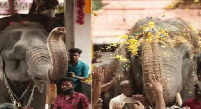 ഓണത്തെ വരവേൽക്കാൻ നാളെ തിരുനക്കരയിൽ ഗജസംഗമം ഓണത്തെ വരവേൽക്കാൻ നാളെ തിരുനക്കരയിൽ ഗജസംഗമം
