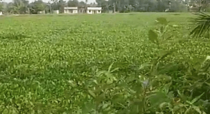 വീണ്ടും പോള ശല്യത്തില് വലഞ്ഞ് കുമരകം വീണ്ടും പോള ശല്യത്തില് വലഞ്ഞ് കുമരകം