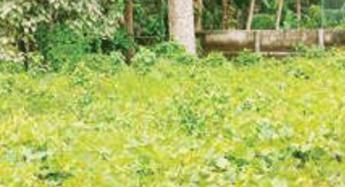 കാട് മൂടി കിഴക്കേവെള്ളിക്കരയിലെ ശ്മശാനം കാട് മൂടി കിഴക്കേവെള്ളിക്കരയിലെ ശ്മശാനം