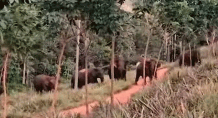 കാട്ടാനകളുടെ താവളമായി കുമ്പഴത്തോട്ടം കാട്ടാനകളുടെ താവളമായി കുമ്പഴത്തോട്ടം