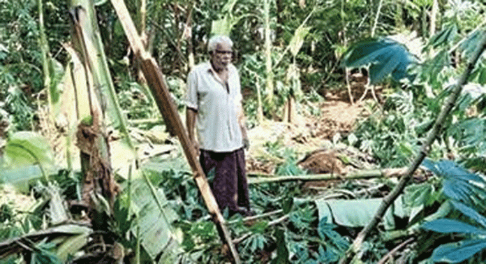 കുമ്മണ്ണൂർ നെടിയകാലായിൽ കാട്ടാന ഇറങ്ങി കൃഷി നശിപ്പിച്ചു കുമ്മണ്ണൂർ നെടിയകാലായിൽ കാട്ടാന ഇറങ്ങി കൃഷി നശിപ്പിച്ചു