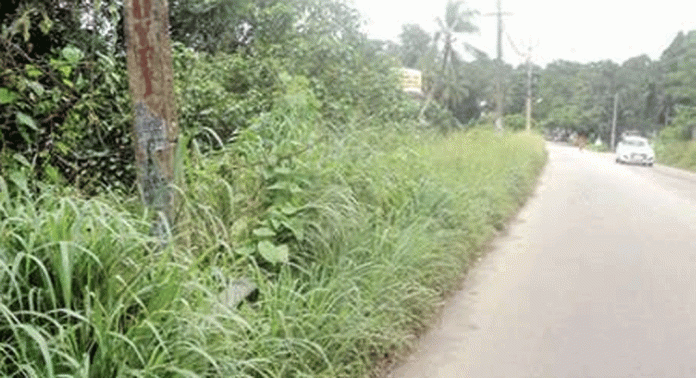 മുരിങ്ങമംഗലം റോഡിലെ കാട് അപകടഭീഷണിയാകുന്നു മുരിങ്ങമംഗലം റോഡിലെ കാട് അപകടഭീഷണിയാകുന്നു