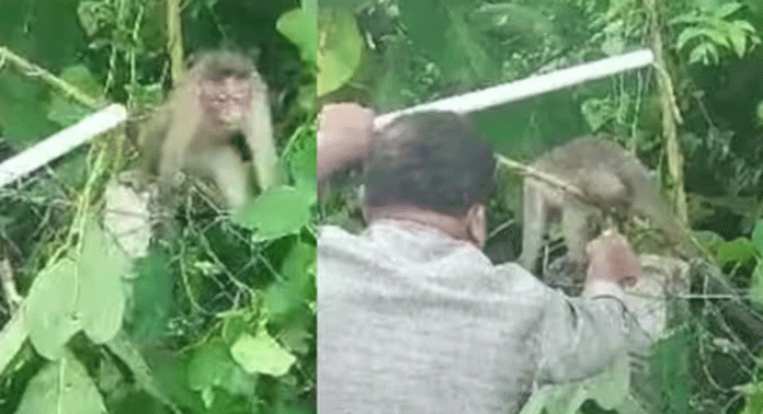 പാലക്കാട് വാണിയംകുളത്ത് കുരങ്ങന്റെ കഴുത്ത് കമ്പി വേലിയിൽ കുടുങ്ങി ; കമ്പി വേലി മുറിച്ച് രക്ഷപെടുത്തി പാലക്കാട് വാണിയംകുളത്ത് കുരങ്ങന്റെ കഴുത്ത് കമ്പി വേലിയിൽ കുടുങ്ങി ; കമ്പി വേലി മുറിച്ച് രക്ഷപെടുത്തി