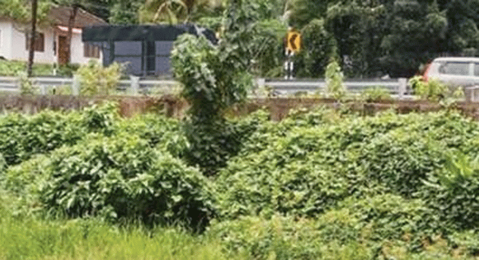 പാടത്തേക്കിറങ്ങാൻ വഴിയില്ലാതെ കുളനട പഞ്ചായത്തിലെ പുലിക്കുന്ന് കര്ഷകര് പാടത്തേക്കിറങ്ങാൻ വഴിയില്ലാതെ കുളനട പഞ്ചായത്തിലെ പുലിക്കുന്ന് കര്ഷകര്