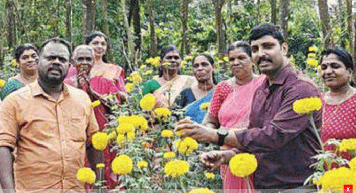 ചേരിക്കലില് കുടുംബശ്രീ പ്രവര്ത്തകര് നട്ടുവളർത്തിയ ചെണ്ടുമല്ലിക്കൃഷിയുടെ വിളവെടുപ്പ് ഉദ്ഘാടനം ചെയ്തു ചേരിക്കലില് കുടുംബശ്രീ പ്രവര്ത്തകര് നട്ടുവളർത്തിയ ചെണ്ടുമല്ലിക്കൃഷിയുടെ വിളവെടുപ്പ് ഉദ്ഘാടനം ചെയ്തു