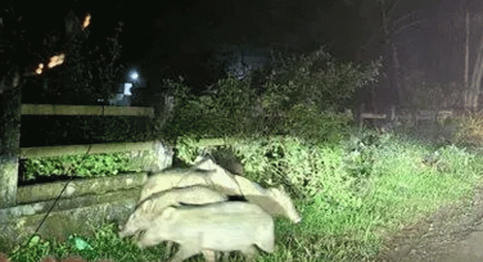 പെരുമ്പെട്ടി – പുതുക്കുടിമുക്ക് റോഡിൽ കാട്ടുപന്നിശല്യം രൂക്ഷമാകുന്നു പെരുമ്പെട്ടി – പുതുക്കുടിമുക്ക് റോഡിൽ കാട്ടുപന്നിശല്യം രൂക്ഷമാകുന്നു