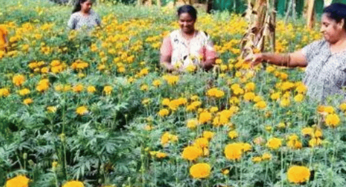 കുടുംബശ്രീ പ്രവർത്തകർ നാരങ്ങാനത്ത് ആരംഭിച്ച പൂ കൃഷി ശ്രദ്ധേയമായി കുടുംബശ്രീ പ്രവർത്തകർ നാരങ്ങാനത്ത് ആരംഭിച്ച പൂ കൃഷി ശ്രദ്ധേയമായി