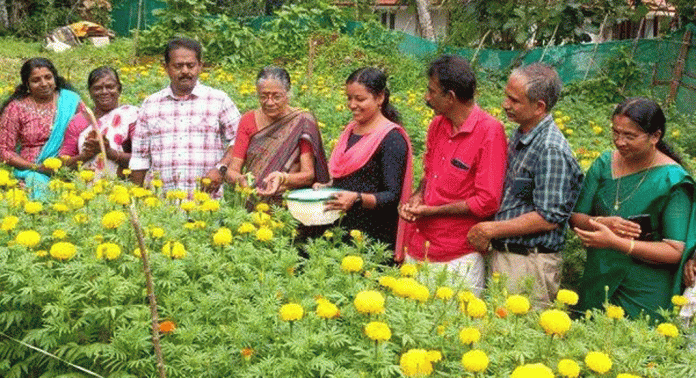 നെടുമ്പ്രം ഗ്രാമപഞ്ചായത്തില് ബന്ദിപ്പൂ കൃഷി വിളവെടുത്തു നെടുമ്പ്രം ഗ്രാമപഞ്ചായത്തില് ബന്ദിപ്പൂ കൃഷി വിളവെടുത്തു