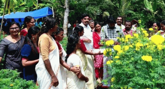 പ്രമാടത്ത് ബന്ദിപ്പൂക്കള് റെഡിയായി ഓണം കളറാക്കാന് പ്രമാടത്ത് ബന്ദിപ്പൂക്കള് റെഡിയായി ഓണം കളറാക്കാന്