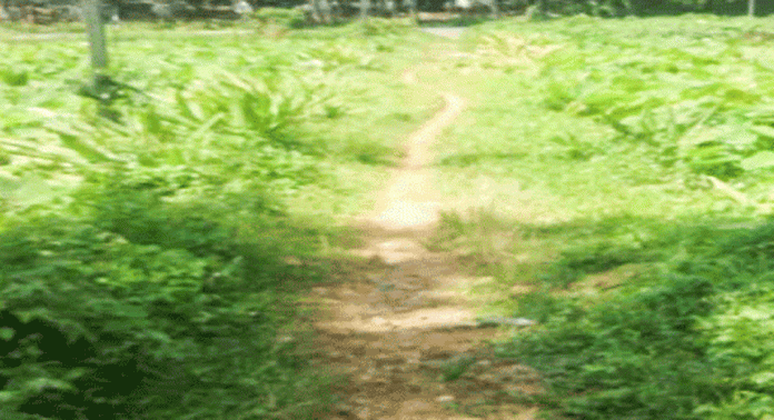 മാളിയേക്കല് പടി – തിരുവാഭരണ പാത കാടുമൂടി മാളിയേക്കല് പടി – തിരുവാഭരണ പാത കാടുമൂടി