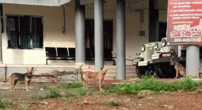 റാന്നി മിനി സിവിൽ സ്റ്റേഷൻ പരിസരത്ത് തമ്പടിച്ച് തെരുവ് നായ്ക്കള് റാന്നി മിനി സിവിൽ സ്റ്റേഷൻ പരിസരത്ത് തമ്പടിച്ച് തെരുവ് നായ്ക്കള്