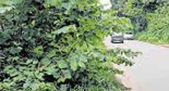 അധികൃതർക്ക് അവഗണന ; മല്ലപ്പള്ളിയിൽ റോഡ് കാടുമുടുന്നു അധികൃതർക്ക് അവഗണന ; മല്ലപ്പള്ളിയിൽ റോഡ് കാടുമുടുന്നു