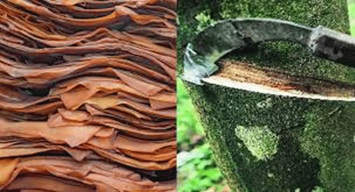 കർഷകർക്ക് നിരാശയായി റബ്ബർ വില ഇടിഞ്ഞു കർഷകർക്ക് നിരാശയായി റബ്ബർ വില ഇടിഞ്ഞു