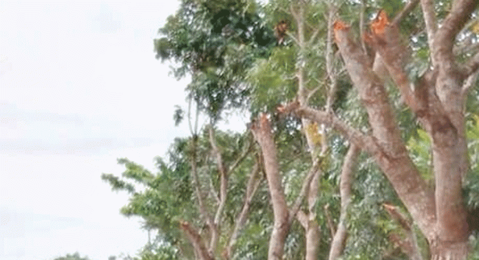 കുളനട മുതൽ കാരയ്ക്കാടുവരെയുള്ള ഭാഗത്ത് റോഡിലേക്ക് ചാഞ്ഞുനിന്ന മരച്ചില്ലകൾ കെ.എസ്.ടി.പി. മുറിച്ചുനീക്കി കുളനട മുതൽ കാരയ്ക്കാടുവരെയുള്ള ഭാഗത്ത് റോഡിലേക്ക് ചാഞ്ഞുനിന്ന മരച്ചില്ലകൾ കെ.എസ്.ടി.പി. മുറിച്ചുനീക്കി