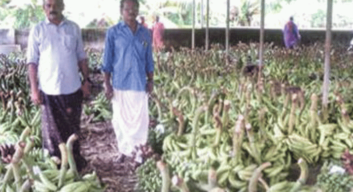 സ്വാശ്രയ കർഷക സമിതികളിൽ വിറ്റുവരവുകൊണ്ട് ഒന്നാമത് പ്രമാടം പഞ്ചായത്തിലെ വകയാർ വിപണി സ്വാശ്രയ കർഷക സമിതികളിൽ വിറ്റുവരവുകൊണ്ട് ഒന്നാമത് പ്രമാടം പഞ്ചായത്തിലെ വകയാർ വിപണി