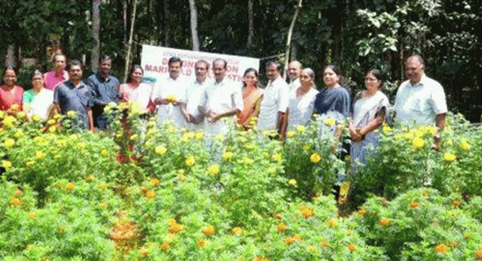 വള്ളിക്കോട് ഗ്രാമപഞ്ചായത്ത് നടപ്പാക്കിയ ബന്ദിപ്പൂ കൃഷിയുടെ വിളവെടുപ്പ് നടന്നു വള്ളിക്കോട് ഗ്രാമപഞ്ചായത്ത് നടപ്പാക്കിയ ബന്ദിപ്പൂ കൃഷിയുടെ വിളവെടുപ്പ് നടന്നു