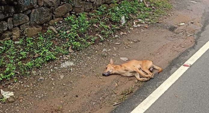 റാന്നിയിലും പരിസര പ്രദേശങ്ങളിലും തെരുവുനായയുടെ വിളയാട്ടം റാന്നിയിലും പരിസര പ്രദേശങ്ങളിലും തെരുവുനായയുടെ വിളയാട്ടം