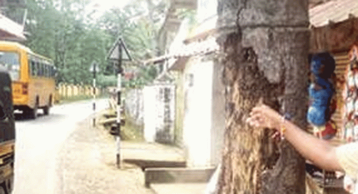 വെട്ടൂരില് അപകടഭീഷണി ഉയര്ത്തി ചുവട് ദ്രവിച്ചുനിൽക്കുന്ന അമ്പഴം മരം വെട്ടൂരില് അപകടഭീഷണി ഉയര്ത്തി ചുവട് ദ്രവിച്ചുനിൽക്കുന്ന അമ്പഴം മരം
