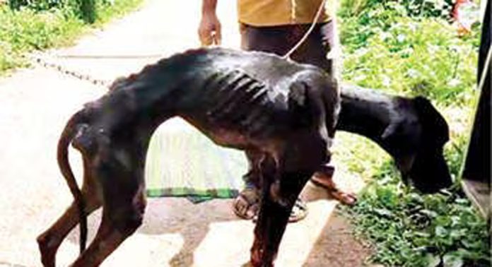 വഴിയരികിൽ ഉപേക്ഷിച്ച വളർത്തുനായയുടെ സംരക്ഷണം ഏറ്റെടുത്ത് ആനിമൽ റസ്ക്യൂ ടീം വഴിയരികിൽ ഉപേക്ഷിച്ച വളർത്തുനായയുടെ സംരക്ഷണം ഏറ്റെടുത്ത് ആനിമൽ റസ്ക്യൂ ടീം