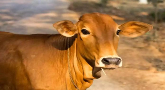 നാടന് പശുക്കള് ഇനി രാജ്യമാതാ-ഗോമാതാ ; ഉത്തരവിറക്കി മഹാരാഷ്ട്ര സര്ക്കാര് നാടന് പശുക്കള് ഇനി രാജ്യമാതാ-ഗോമാതാ ; ഉത്തരവിറക്കി മഹാരാഷ്ട്ര സര്ക്കാര്