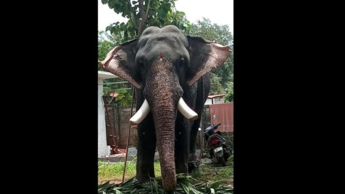 കുട്ടന്കുളങ്ങര ശ്രീനിവാസന് ചരിഞ്ഞു കുട്ടന്കുളങ്ങര ശ്രീനിവാസന് ചരിഞ്ഞു