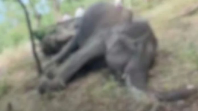 കാന്തല്ലൂരില് കാട്ടാന ഷോക്കേറ്റ് ചരിഞ്ഞനിലയില് ; സ്ഥലം ഉടമ ഒളിവില് കാന്തല്ലൂരില് കാട്ടാന ഷോക്കേറ്റ് ചരിഞ്ഞനിലയില് ; സ്ഥലം ഉടമ ഒളിവില്