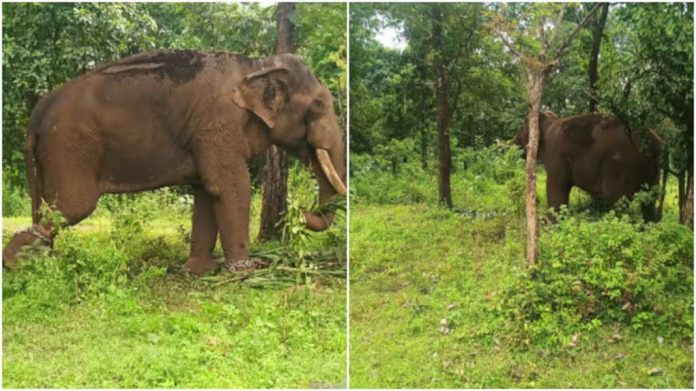പുതുപ്പളളി സാധുവിൻ്റെ കാടുകയറ്റം ; ആനയ്ക്കായി രാവിലെ തെരച്ചിൽ തുടരും പുതുപ്പളളി സാധുവിൻ്റെ കാടുകയറ്റം ; ആനയ്ക്കായി രാവിലെ തെരച്ചിൽ തുടരും