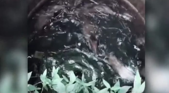 പാലക്കാട് കാട്ടുപന്നിക്കൂട്ടം കിണറ്റില് വീണു ; വെടിവെച്ച് കൊന്ന് വനംവകുപ്പ് പാലക്കാട് കാട്ടുപന്നിക്കൂട്ടം കിണറ്റില് വീണു ; വെടിവെച്ച് കൊന്ന് വനംവകുപ്പ്