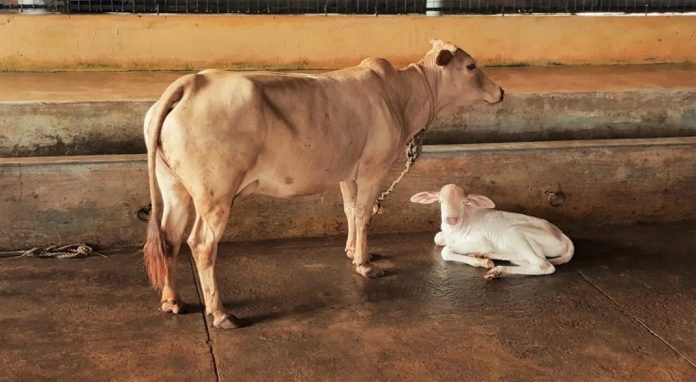 രക്തസമ്മർദം കുറയ്ക്കാനും അർബുദം മാറാനും പശുത്തൊഴുത്തും പശുക്കളും ; വിചിത്ര വാദവുമായി ബി.ജെ.പി മന്ത്രി രക്തസമ്മർദം കുറയ്ക്കാനും അർബുദം മാറാനും പശുത്തൊഴുത്തും പശുക്കളും ; വിചിത്ര വാദവുമായി ബി.ജെ.പി മന്ത്രി