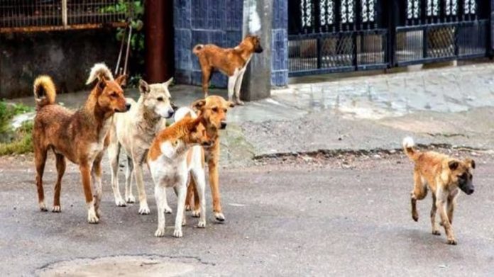 തെരുവ് നായ്ക്കളുടെ ആക്രമണത്തിൽ 12 പേർക്ക് കടിയേറ്റു തെരുവ് നായ്ക്കളുടെ ആക്രമണത്തിൽ 12 പേർക്ക് കടിയേറ്റു