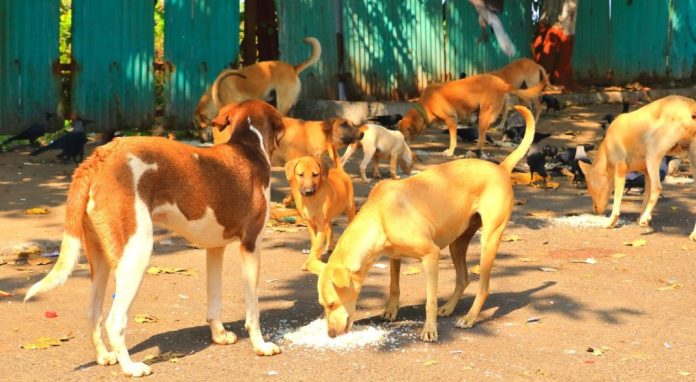 മൃഗാശുപത്രിയിൽ എത്തിച്ച തെരുവ് നായയ്ക്ക് പേവിഷബാധ; പത്തോളം പേർ നിരീക്ഷണത്തിൽ മൃഗാശുപത്രിയിൽ എത്തിച്ച തെരുവ് നായയ്ക്ക് പേവിഷബാധ; പത്തോളം പേർ നിരീക്ഷണത്തിൽ