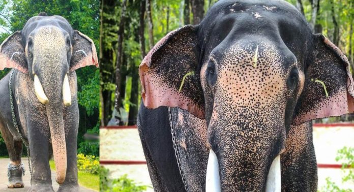 പുതുപ്പള്ളി സാധുവിനെ കണ്ടെത്തി പുതുപ്പള്ളി സാധുവിനെ കണ്ടെത്തി