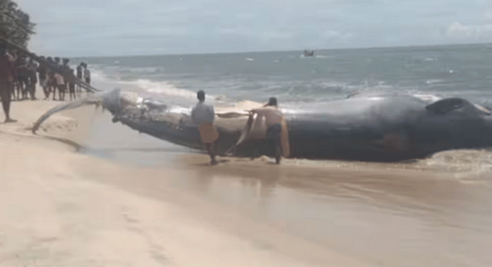ഒറ്റമശ്ശേരി കടൽത്തീരത്ത് കൂറ്റൻ തിമിംഗലത്തിന്റെ ജഡം അടിഞ്ഞു ഒറ്റമശ്ശേരി കടൽത്തീരത്ത് കൂറ്റൻ തിമിംഗലത്തിന്റെ ജഡം അടിഞ്ഞു