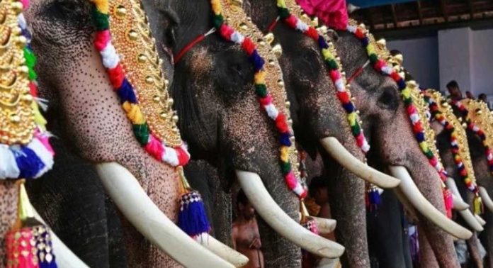 ഉത്സവങ്ങള്ക്ക് ആനകളെ എഴുന്നള്ളിക്കുന്നത് ദുരിതമെന്ന് ഹൈക്കോടതി ; ‘ആനകള് നേരിടുന്നത് അങ്ങേയറ്റത്തെ ക്രൂരത’ ഉത്സവങ്ങള്ക്ക് ആനകളെ എഴുന്നള്ളിക്കുന്നത് ദുരിതമെന്ന് ഹൈക്കോടതി ; ‘ആനകള് നേരിടുന്നത് അങ്ങേയറ്റത്തെ ക്രൂരത’
