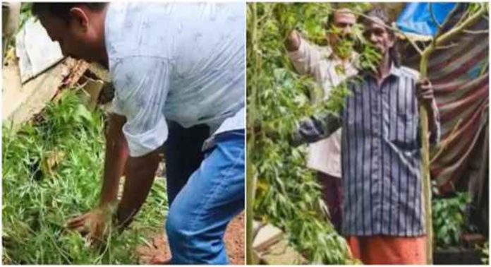 കഞ്ചാവ് ചെടികൾ നട്ടുവളർത്തി വിളവെടുത്ത് കച്ചവടം നടത്തിയ പ്രതി പിടിയിൽ കഞ്ചാവ് ചെടികൾ നട്ടുവളർത്തി വിളവെടുത്ത് കച്ചവടം നടത്തിയ പ്രതി പിടിയിൽ