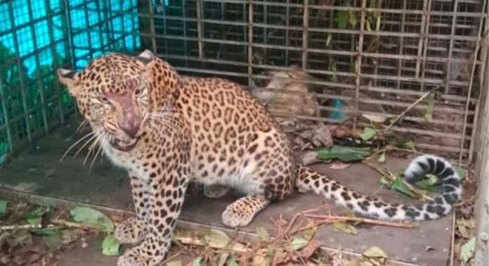 കൂടൽ ഇഞ്ചപ്പാറയിൽ വനം വകുപ്പ് സ്ഥാപിച്ച കെണിയിൽ പുലി കുടുങ്ങുന്നത് ഇത് രണ്ടാം തവണ കൂടൽ ഇഞ്ചപ്പാറയിൽ വനം വകുപ്പ് സ്ഥാപിച്ച കെണിയിൽ പുലി കുടുങ്ങുന്നത് ഇത് രണ്ടാം തവണ