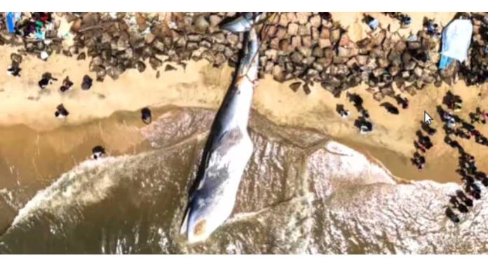 ആലപ്പുഴയിൽ തീരത്തടിഞ്ഞ ചത്ത ഭീമൻ തിമിംഗലത്തിന്റെ ജഡം മറവ് ചെയ്യാൻ ചെലവായത് നാല് ലക്ഷം രൂപ ആലപ്പുഴയിൽ തീരത്തടിഞ്ഞ ചത്ത ഭീമൻ തിമിംഗലത്തിന്റെ ജഡം മറവ് ചെയ്യാൻ ചെലവായത് നാല് ലക്ഷം രൂപ