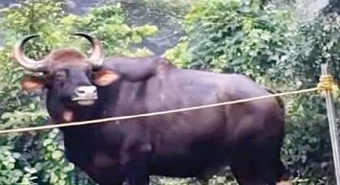 കാട്ടാനശല്യത്തിന് പിന്നാലെ ചിറ്റാർ-വടശേരിക്കര പാതയിലെ അരീക്കക്കാവിൽ കാട്ടുപോത്തും നാട്ടുകാരുടെ ഉറക്കം കെടുത്തുന്നു കാട്ടാനശല്യത്തിന് പിന്നാലെ ചിറ്റാർ-വടശേരിക്കര പാതയിലെ അരീക്കക്കാവിൽ കാട്ടുപോത്തും നാട്ടുകാരുടെ ഉറക്കം കെടുത്തുന്നു