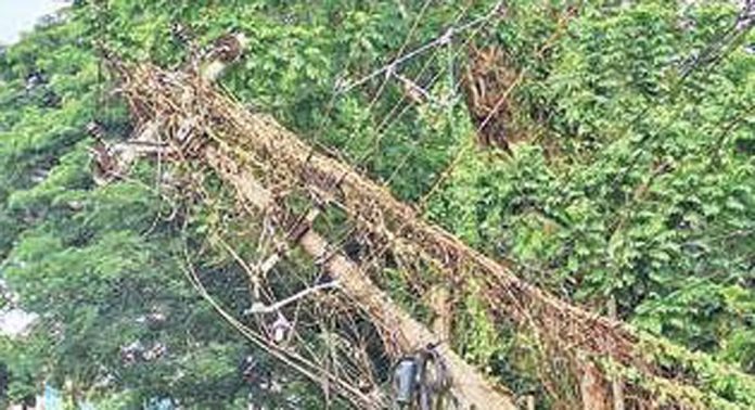 കാറ്റിലും മഴയിലും മരം കടപുഴകിവീണ് 13 വൈദ്യുതി പോസ്റ്റുകൾ ഒടിഞ്ഞു കാറ്റിലും മഴയിലും മരം കടപുഴകിവീണ് 13 വൈദ്യുതി പോസ്റ്റുകൾ ഒടിഞ്ഞു