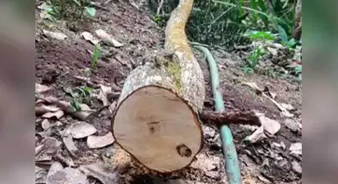 സ്വകാര്യഭൂമിയിലെ ചന്ദനമരങ്ങള് മുറിക്കാൻ അനുമതി ; നിര്ണായക നീക്കവുമായി സർക്കാർ, കരട് ബില്ലിന് അംഗീകാരം സ്വകാര്യഭൂമിയിലെ ചന്ദനമരങ്ങള് മുറിക്കാൻ അനുമതി ; നിര്ണായക നീക്കവുമായി സർക്കാർ, കരട് ബില്ലിന് അംഗീകാരം